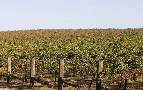 澳大利亚南部遭热浪侵袭葡萄收成面临减产