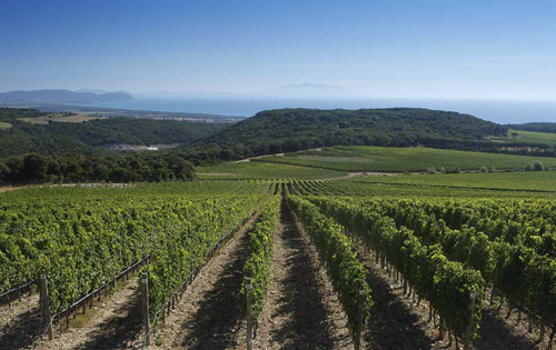 意大利批准宝格利产区新增190公顷葡萄园