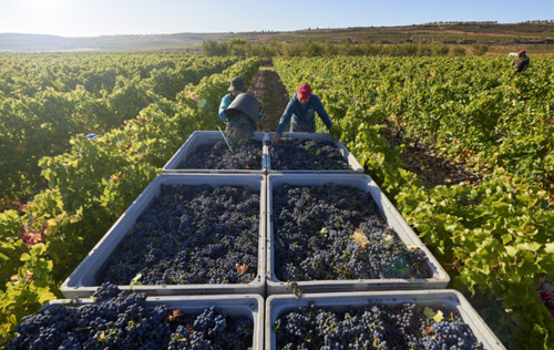 里奥哈将2018年的葡萄收成归类为“好”年份
