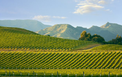 2019年新西兰葡萄收获产量为41.3万吨