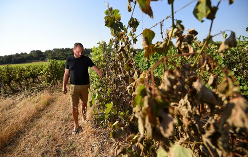 2019年法国葡萄酒产量预期减少6%至13%