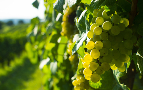 意大利威尼姿产区未来三年禁止开发新葡萄园