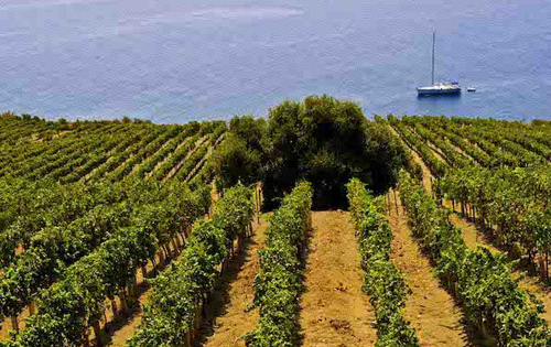 意大利西西里大区被提名为年度葡萄酒产区
