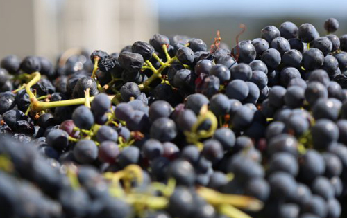 2019年法国葡萄酒产量预估再次下降