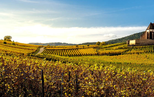 2019年份欧盟葡萄酒产量预测报告发布