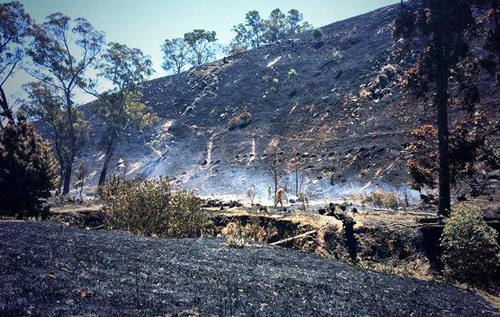 森林大火席卷澳大利亚阿德莱德山区