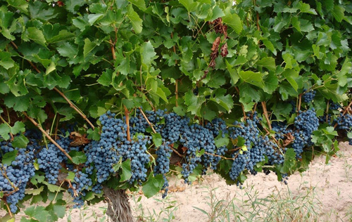 南非收获第一批马瑟兰酿酒葡萄品种