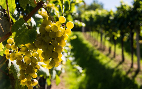 2020年新西兰酿酒厂葡萄采收工作继续进行