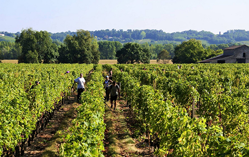 法国波尔多白葡萄品种陆续进入采摘季