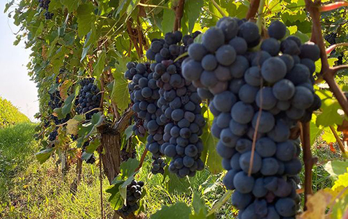 皮埃蒙特酿酒葡萄品种