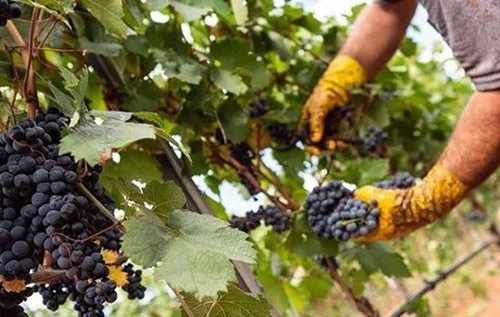 曼都利亚-普里米蒂沃甜葡萄酒产区迎来好年份