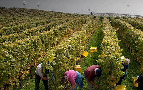 2020年西班牙里奥哈产区采收超4亿公斤葡萄
