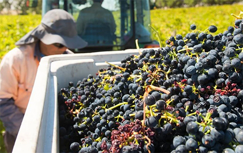 2020年世界葡萄酒产量预计同比增长1%