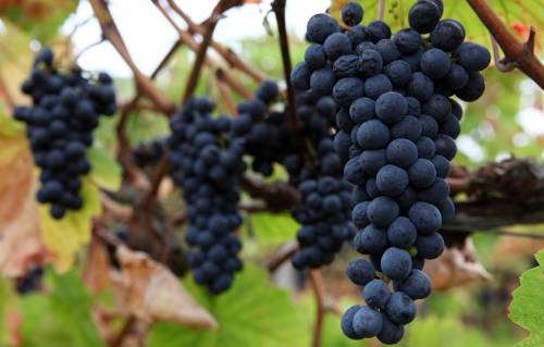 法国批准波尔多新增6个法定葡萄品种