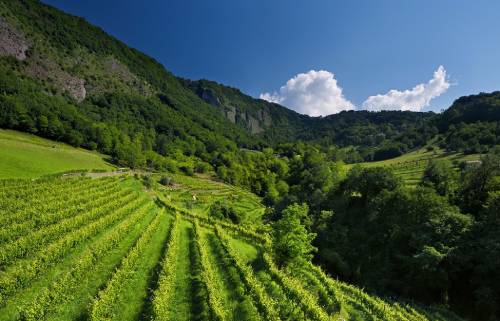 意大利葡萄酒产区