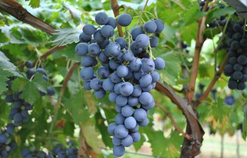科维诺尼葡萄品种（Corvinone）