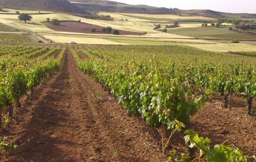西班牙产区要求卡斯蒂利亚-拉曼恰控制葡萄产量
