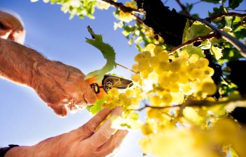 2021年新西兰葡萄酒产量同比下降19%