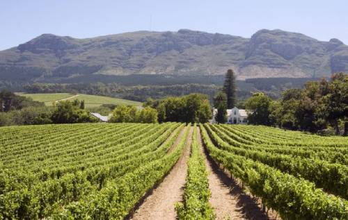 南非葡萄酒行业遭遇第四次禁酒令