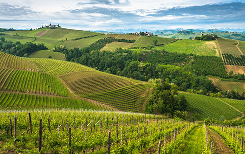 2021年意大利葡萄酒产量预计减少5-10%