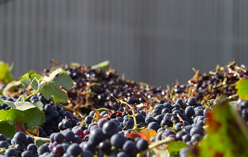 2021年全球葡萄酒产量预计下降4%为250亿升