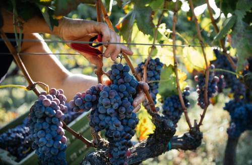 黑达沃拉（Nero d'Avola）