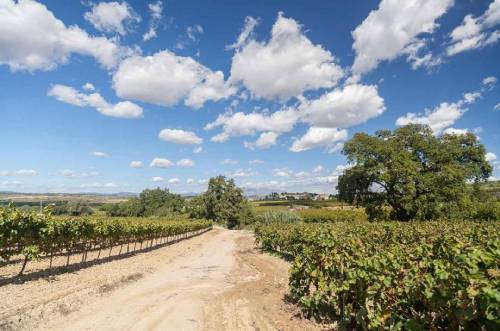 西班牙佩内德斯法定产区推出农场庄园级葡萄酒