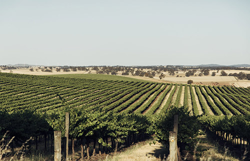 澳大利亚可持续葡萄种植协会年度影响报告发布